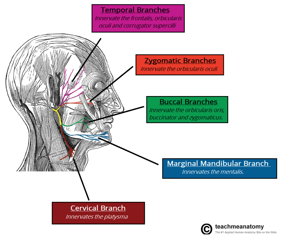 Motor-Branches-of-the-Facial-Nerve-1024x849